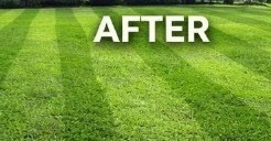 Freshly striped lawn after Thomas Lawn Care mowing
