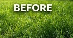 Overgrown lawn before professional mowing