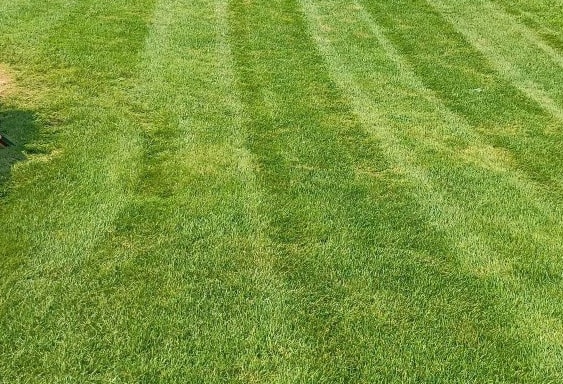 Detail of professionally striped turf on a residential lawn