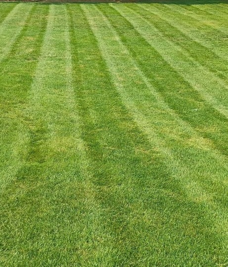 Close view of crisp lawn striping across a finished yard